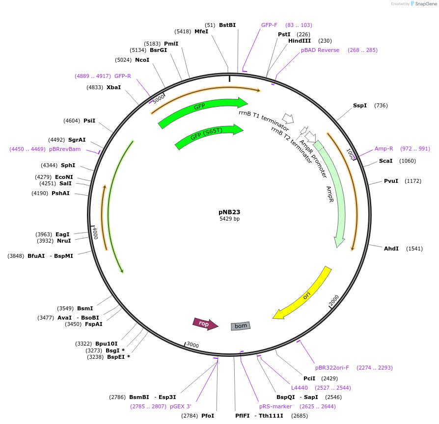 103058-plasmid-map-sequence-id-199054