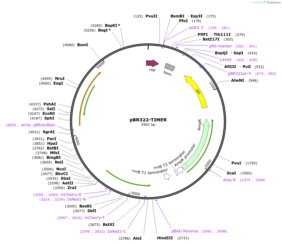 103056-plasmid-map-sequence-id-199055