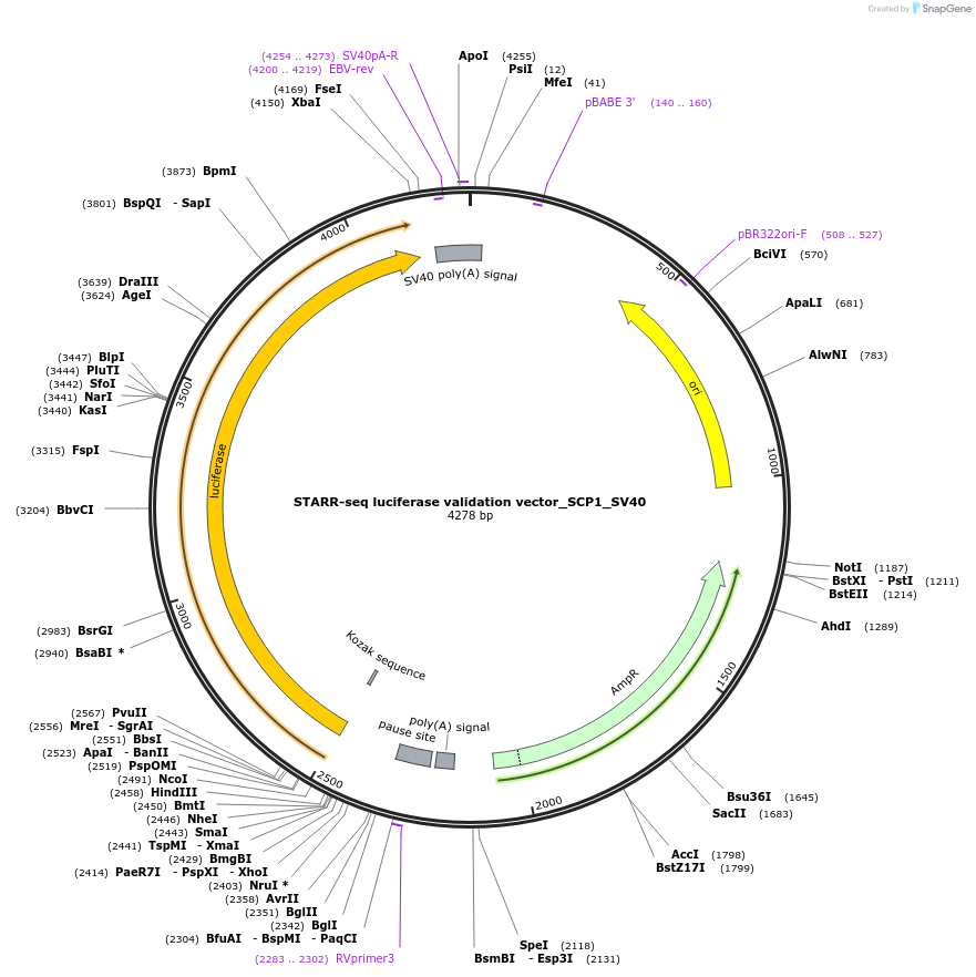 99311-plasmid-map-sequence-id-199061