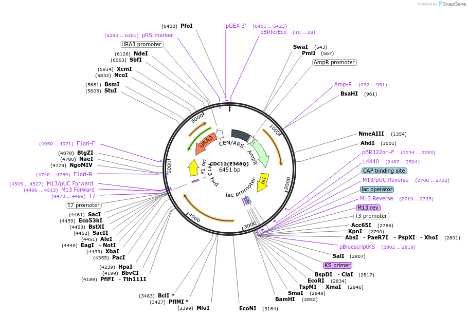 1167-plasmid-map-sequence-id-199063
