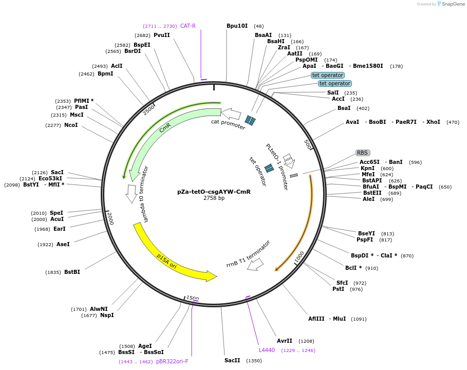 98940-plasmid-map-sequence-id-199064