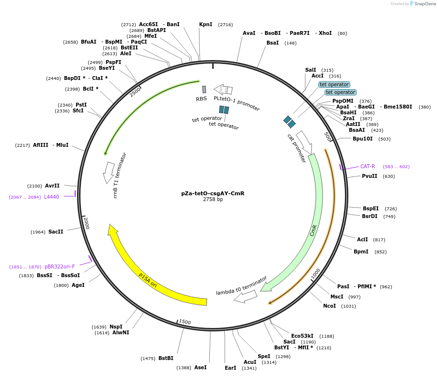 98938-plasmid-map-sequence-id-199065
