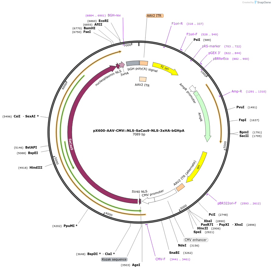61592-plasmid-map-sequence-id-199067