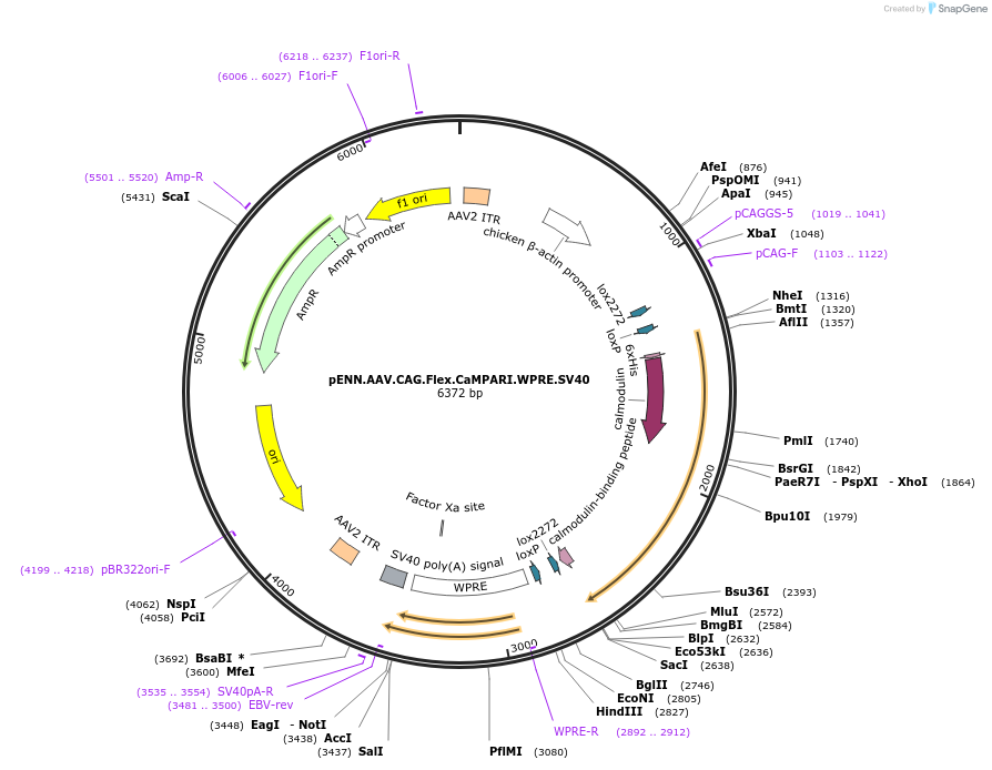 100831-plasmid-map-sequence-id-199081