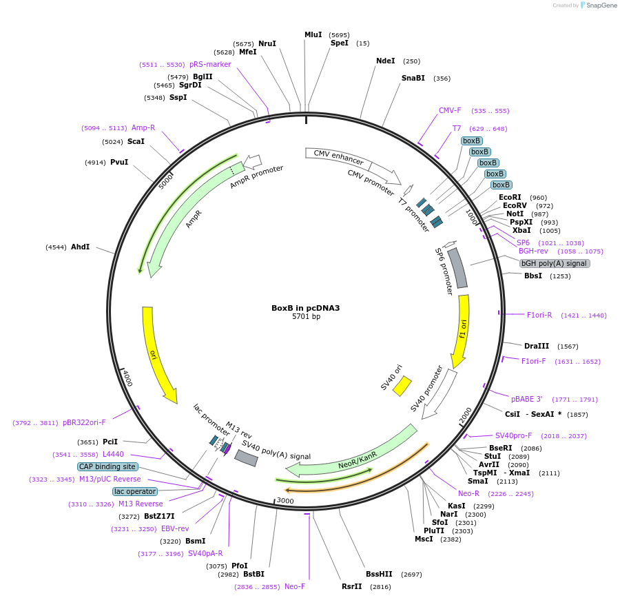 29727-plasmid-map-sequence-id-199084