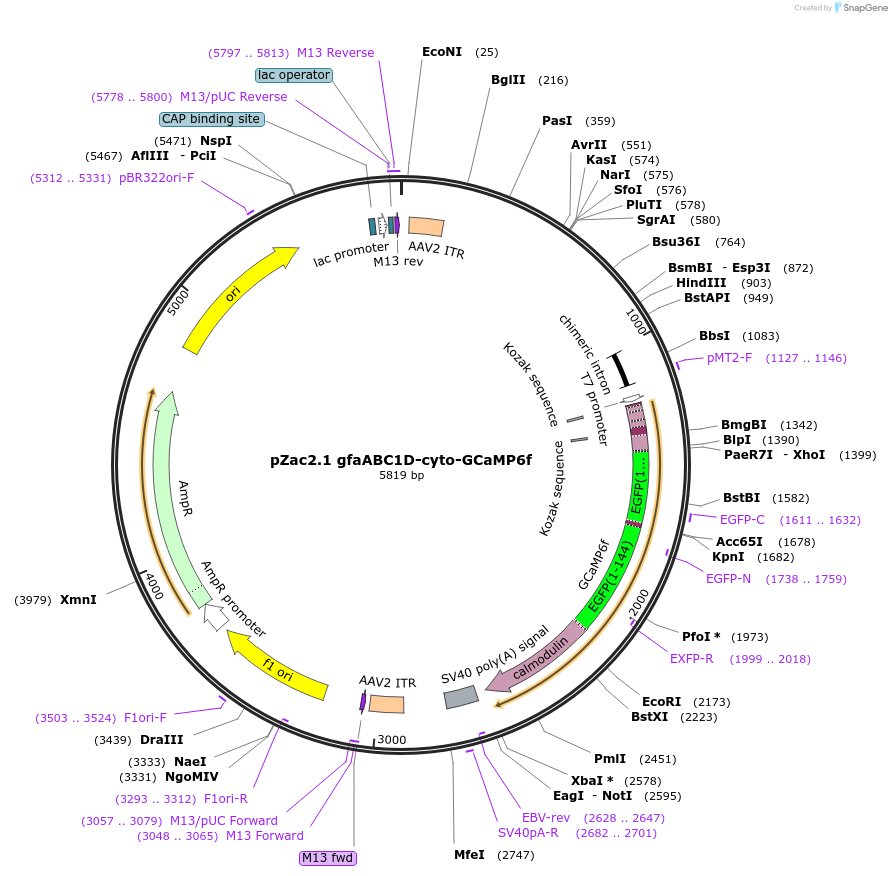52925-plasmid-map-sequence-id-199086