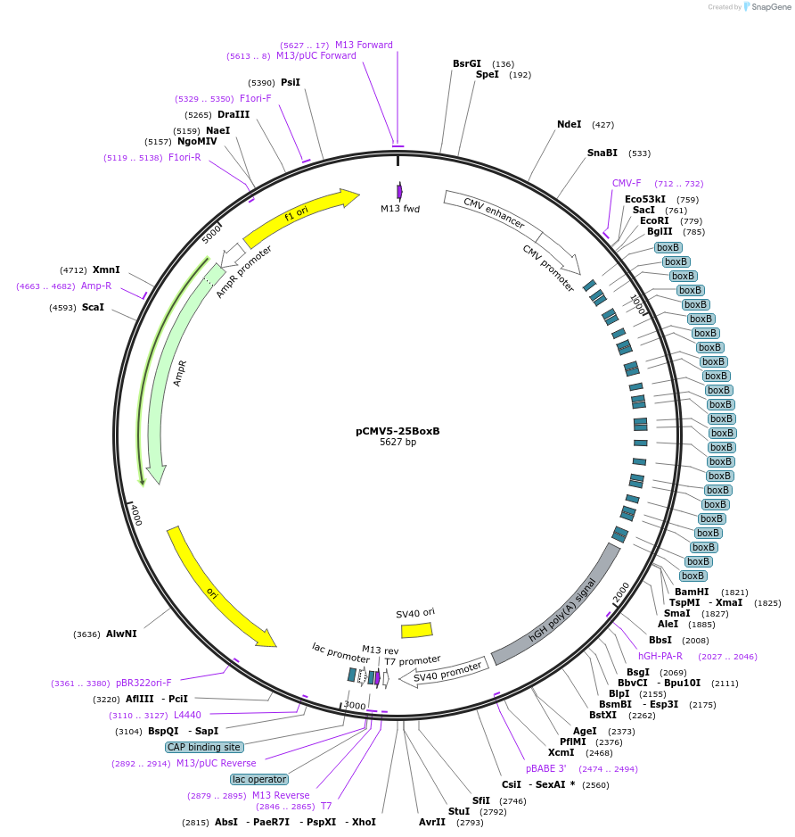 60817-plasmid-map-sequence-id-199089