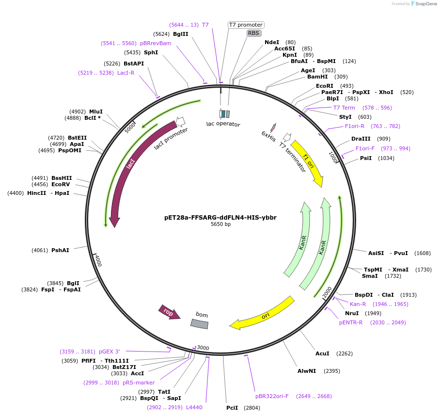101240-plasmid-map-sequence-id-199090