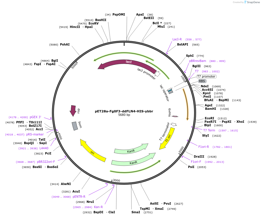 101743-plasmid-map-sequence-id-199091
