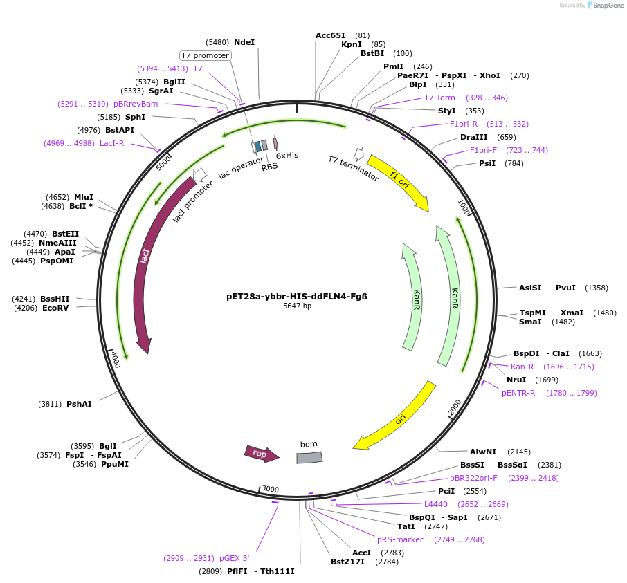 101719-plasmid-map-sequence-id-199092