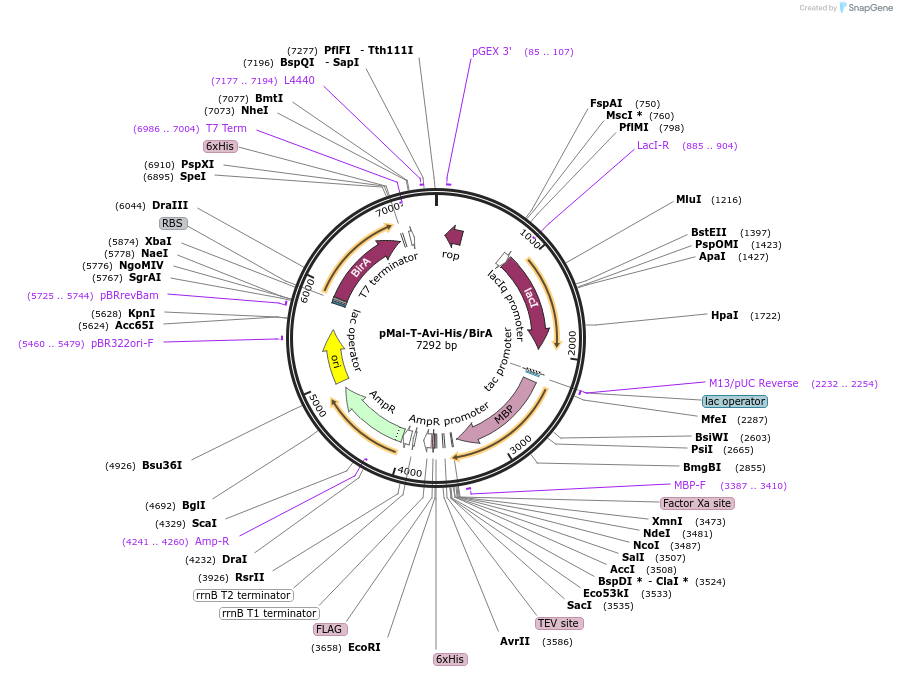 102962-plasmid-map-sequence-id-199098