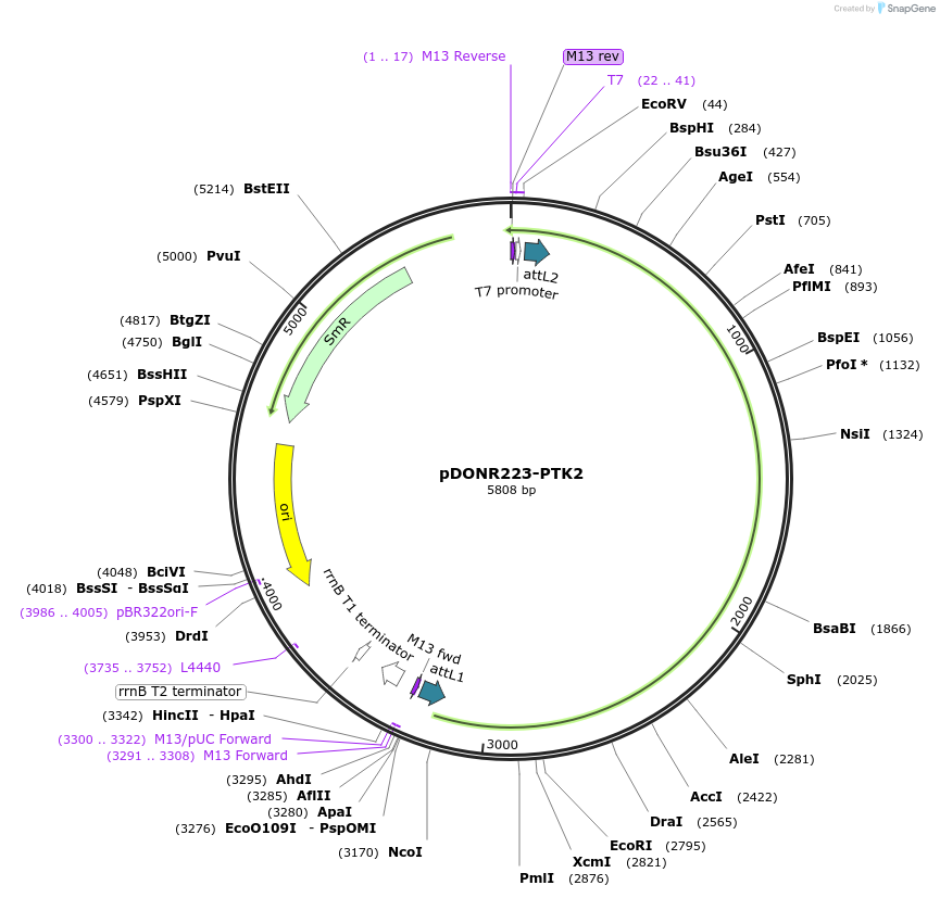 23902-plasmid-map-sequence-id-199102