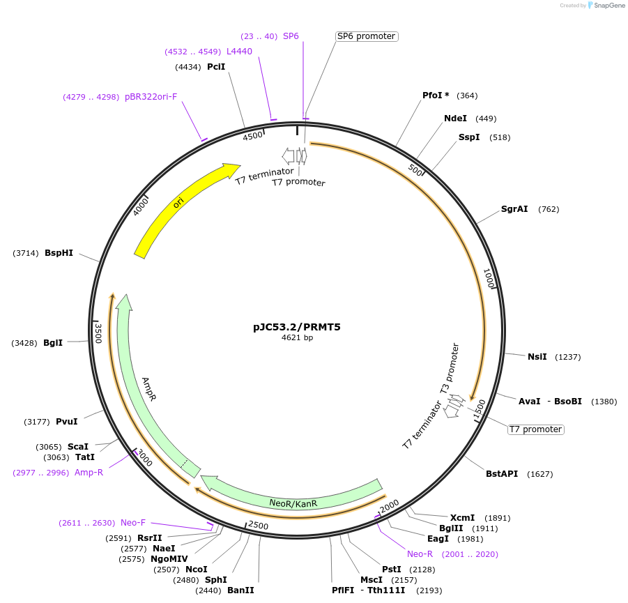 35692-plasmid-map-sequence-id-199104