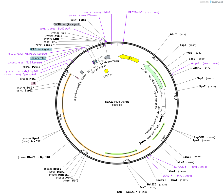 105005-plasmid-map-sequence-id-199105