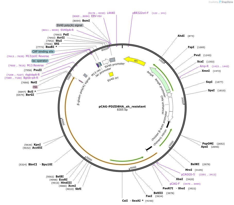 105006-plasmid-map-sequence-id-199106