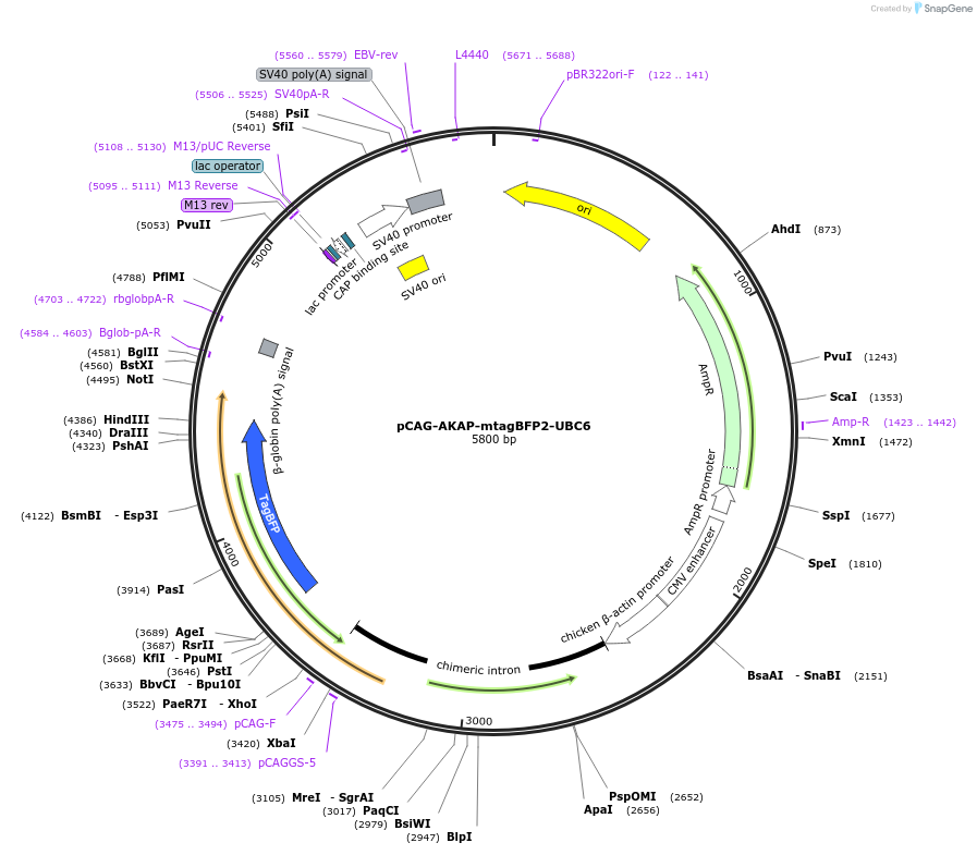 105007-plasmid-map-sequence-id-199107