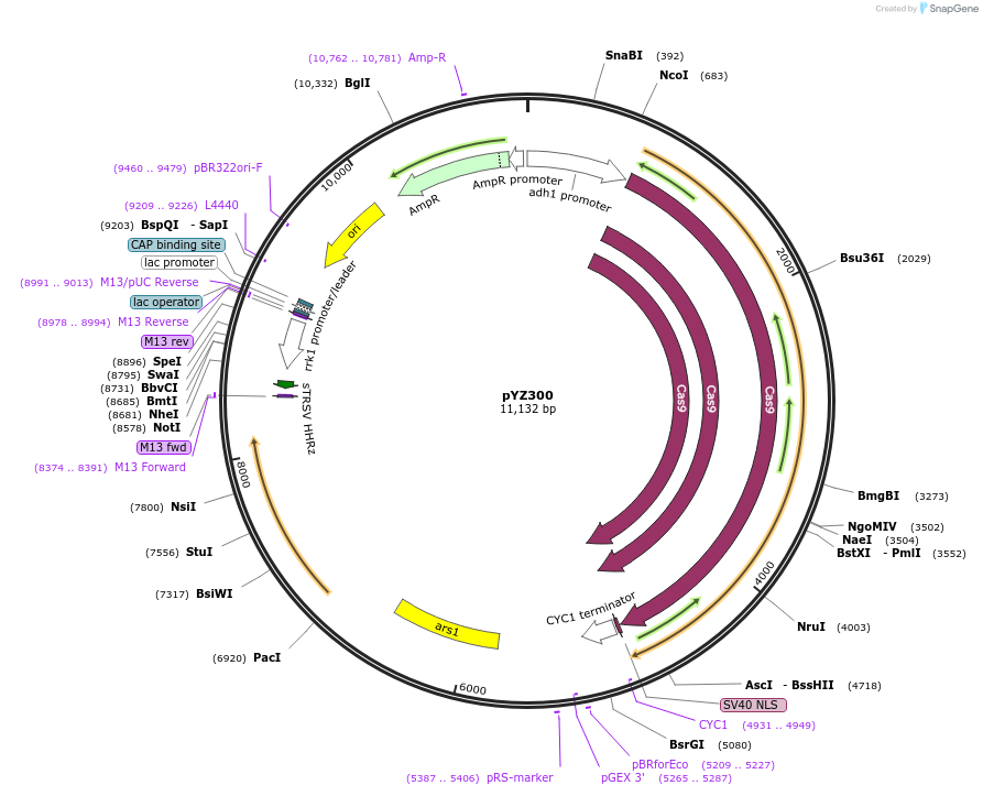 102689-plasmid-map-sequence-id-199108
