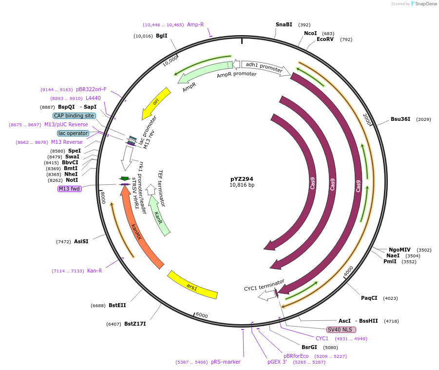 102688-plasmid-map-sequence-id-199114