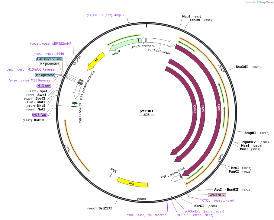 102690-plasmid-map-sequence-id-199116