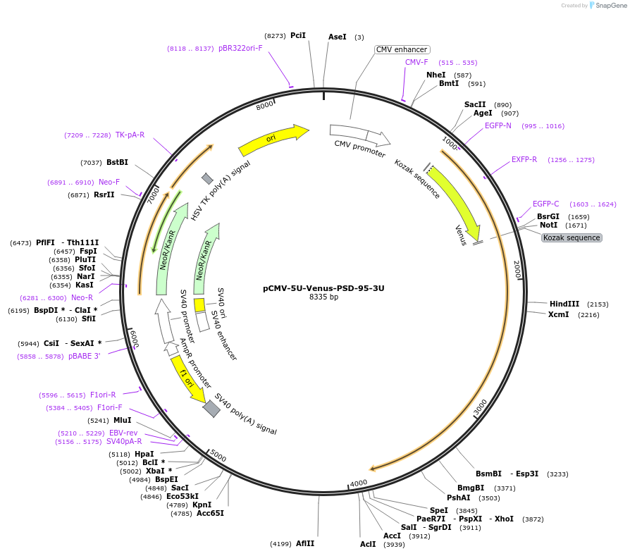 102949-plasmid-map-sequence-id-199146