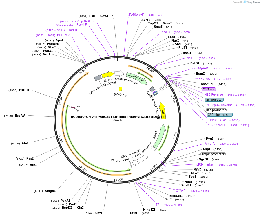 103866-plasmid-map-sequence-id-199147