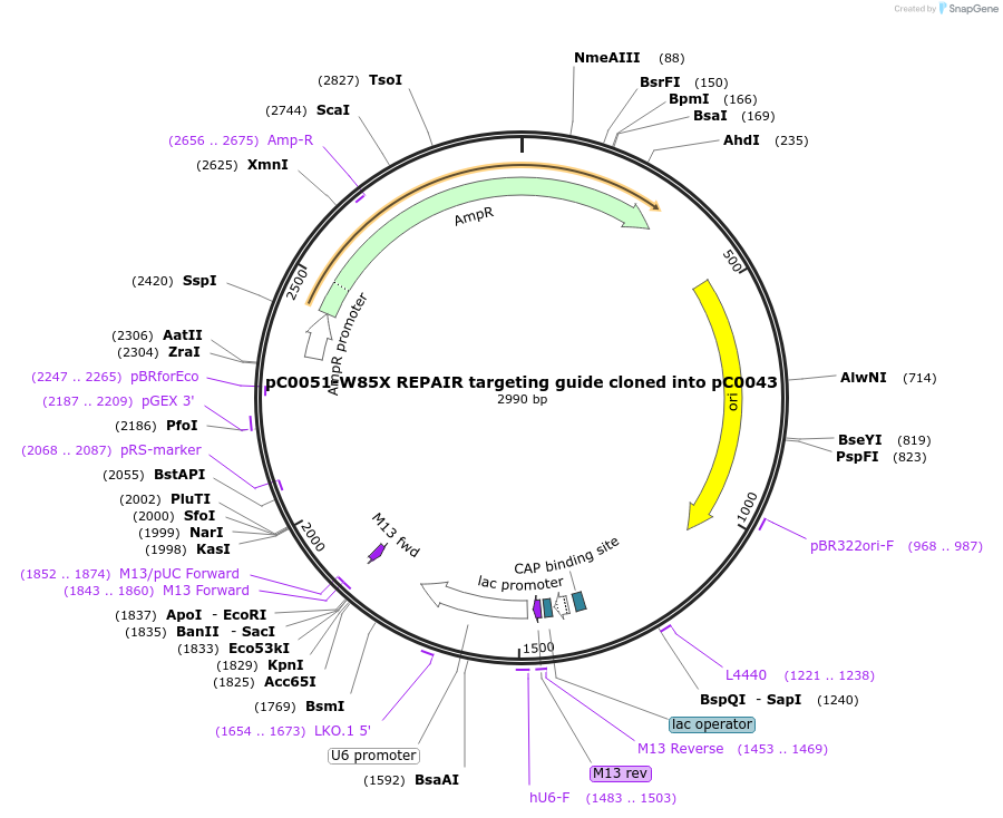 103867-plasmid-map-sequence-id-199148