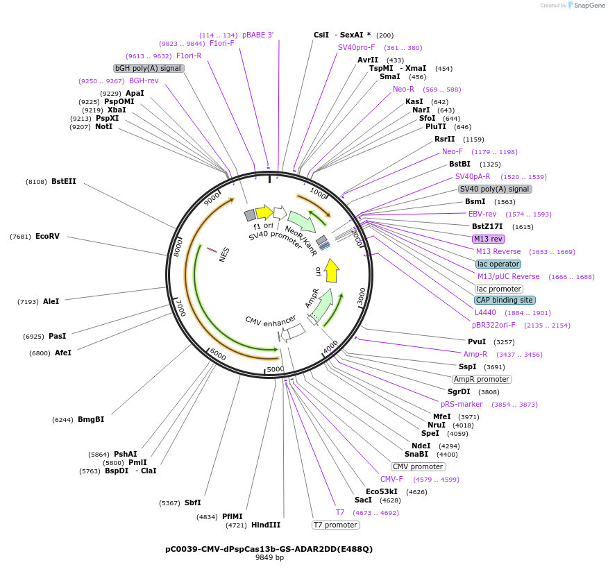 103849-plasmid-map-sequence-id-199152