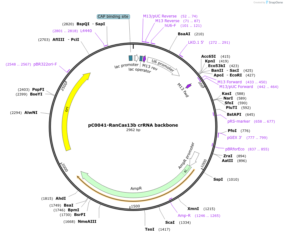 103852-plasmid-map-sequence-id-199153