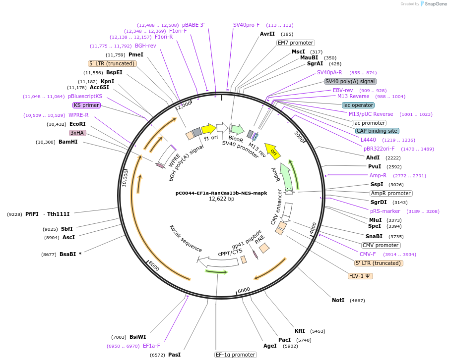 103855-plasmid-map-sequence-id-199155