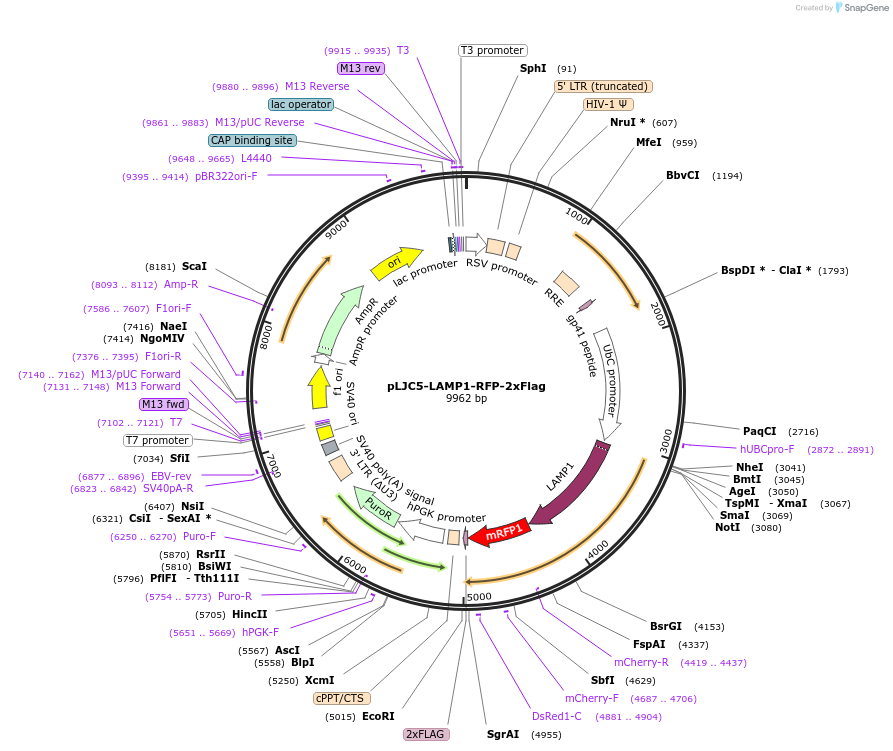 102931-plasmid-map-sequence-id-199165