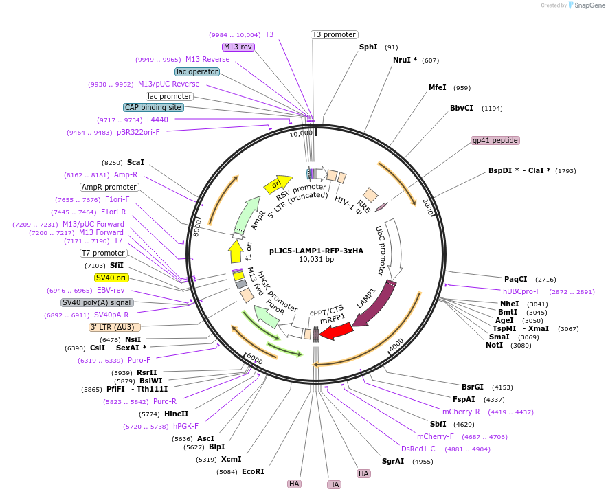 102932-plasmid-map-sequence-id-199166