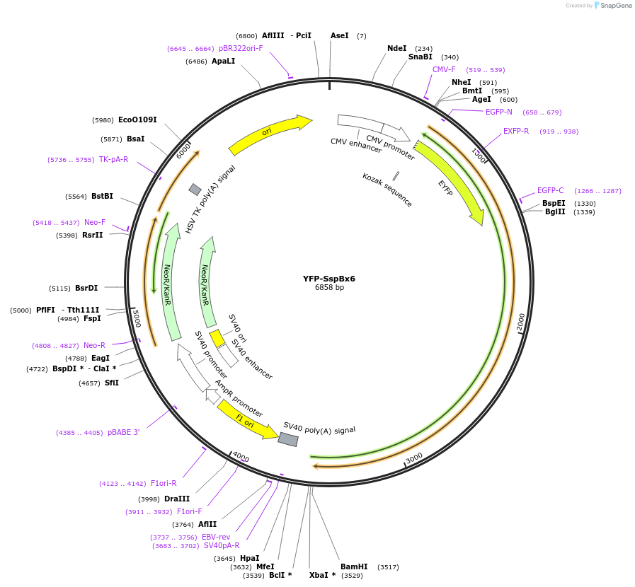 103778-plasmid-map-sequence-id-199169