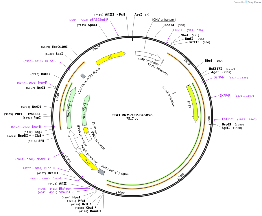 103781-plasmid-map-sequence-id-199173