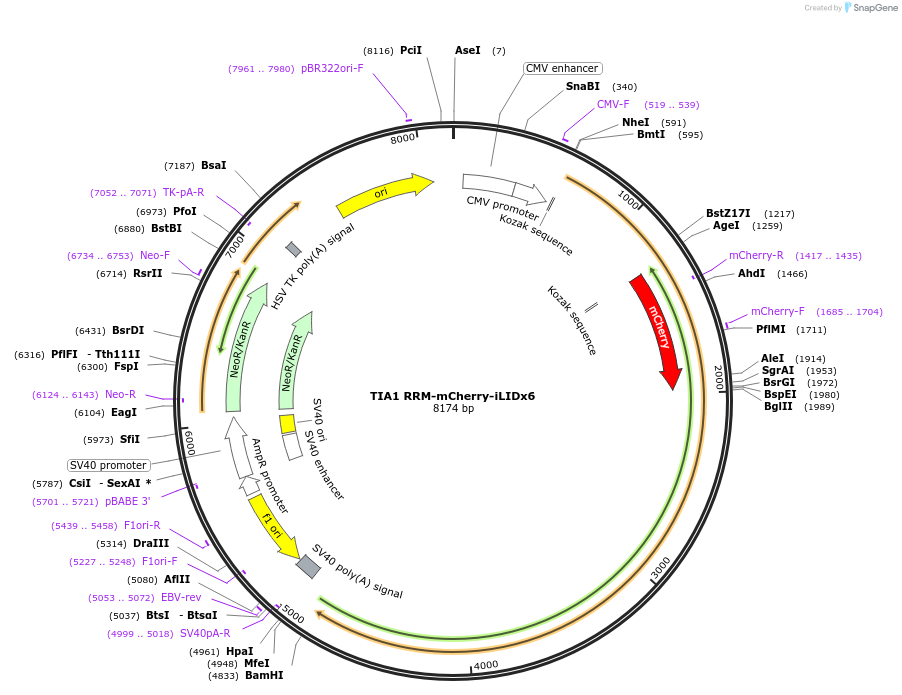 103782-plasmid-map-sequence-id-199175