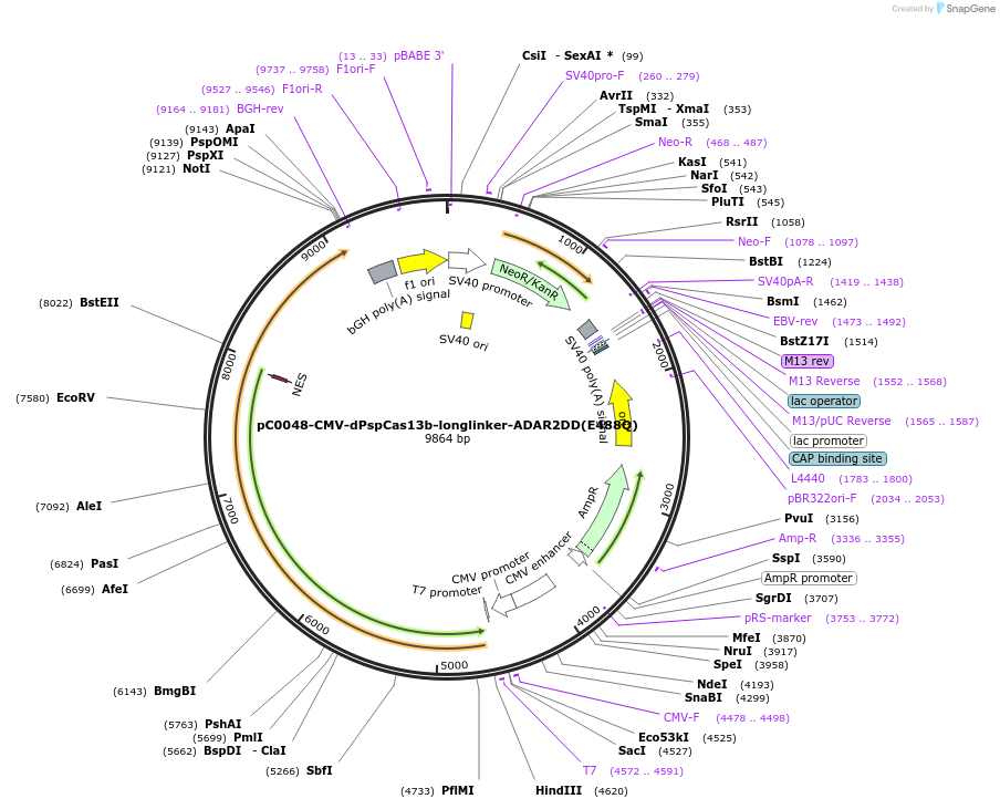 103864-plasmid-map-sequence-id-199176