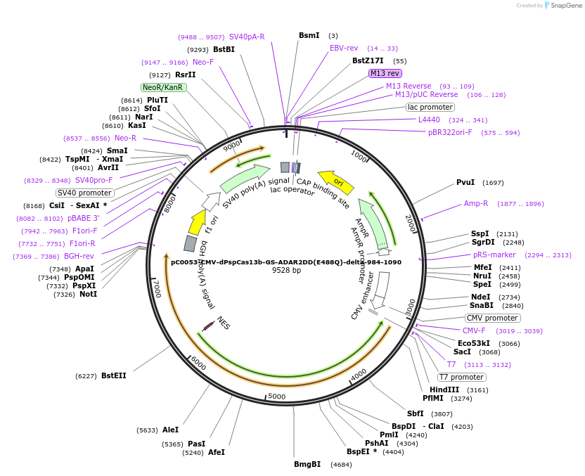 103869-plasmid-map-sequence-id-199177