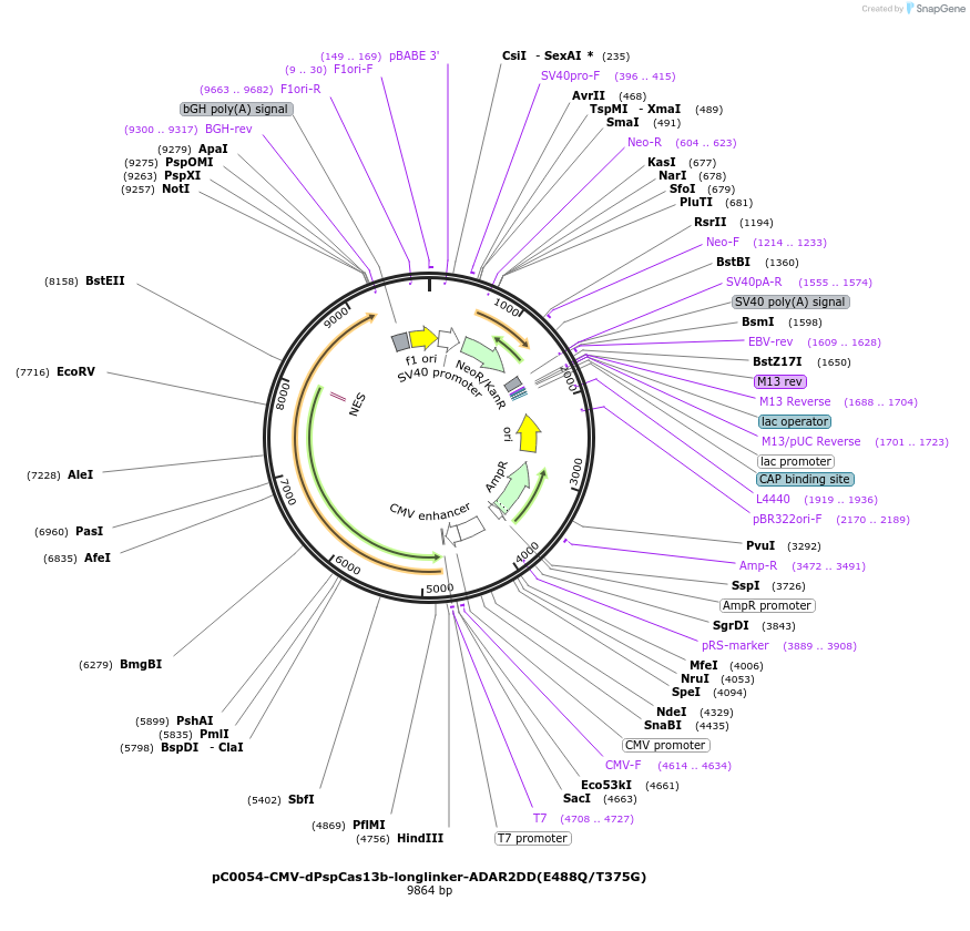103870-plasmid-map-sequence-id-199178