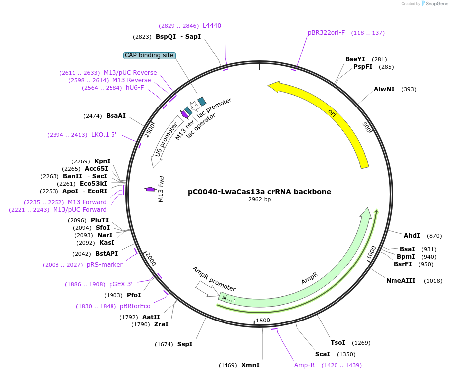 103851-plasmid-map-sequence-id-199180