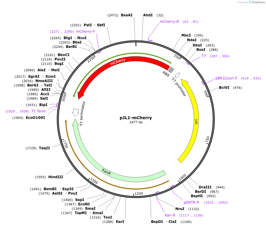 102629-plasmid-map-sequence-id-199183