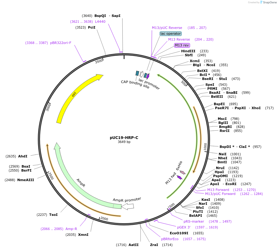 40163-plasmid-map-sequence-id-199186