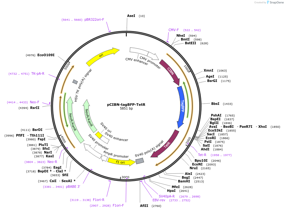 103797-plasmid-map-sequence-id-199187