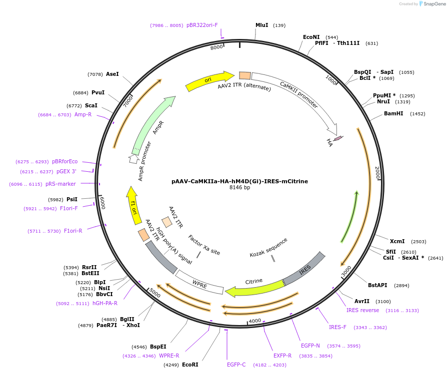 50467-plasmid-map-sequence-id-199198