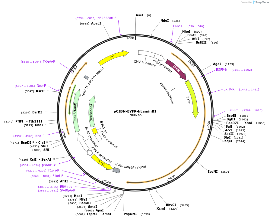103800-plasmid-map-sequence-id-199199