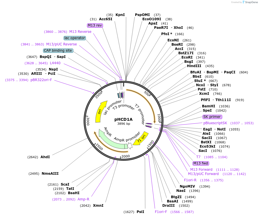 102952-plasmid-map-sequence-id-199202