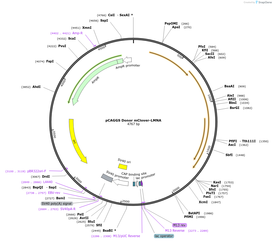 98970-plasmid-map-sequence-id-199204