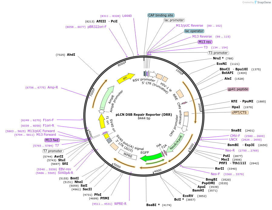 98895-plasmid-map-sequence-id-199205