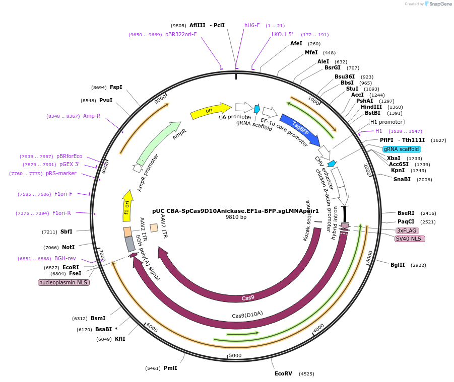 98972-plasmid-map-sequence-id-199211