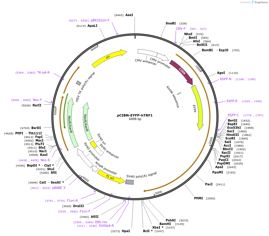 103802-plasmid-map-sequence-id-199212