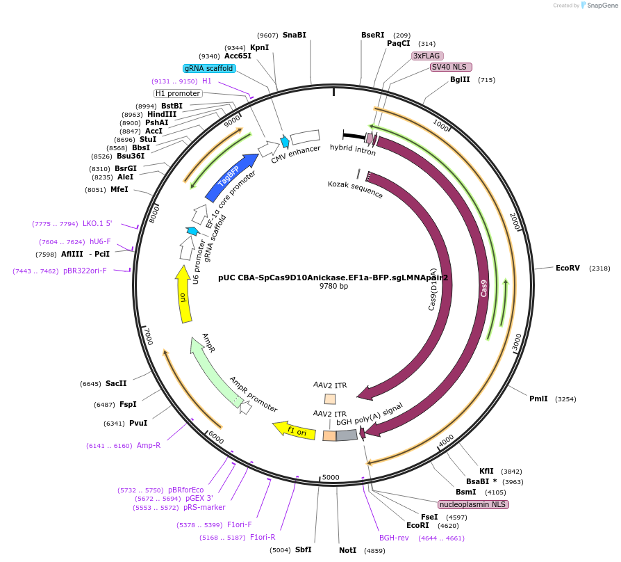 98973-plasmid-map-sequence-id-199215
