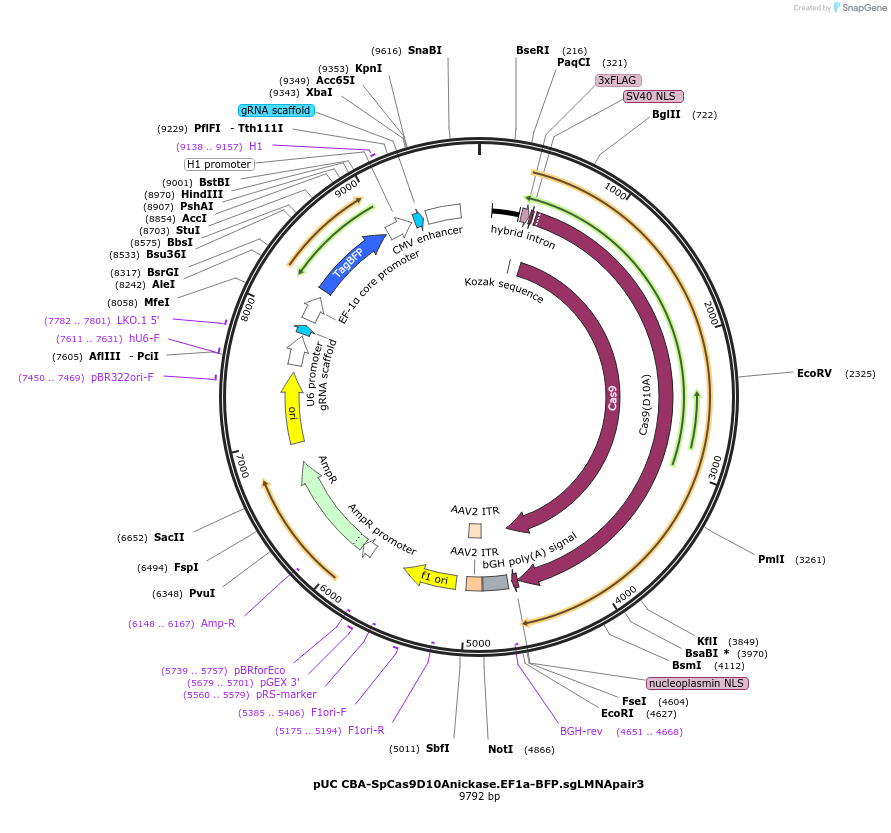98974-plasmid-map-sequence-id-199217
